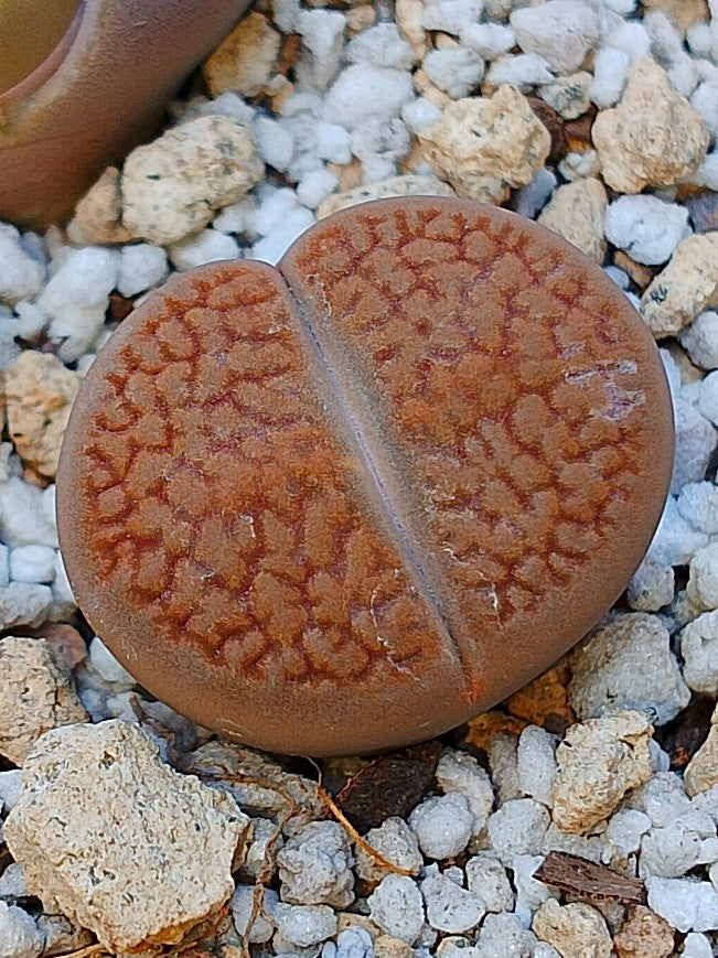 C155 	Lithops hookeri v. marginata (red-brown Form)
