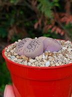 Lithops Hookeri | 2 cabezas
