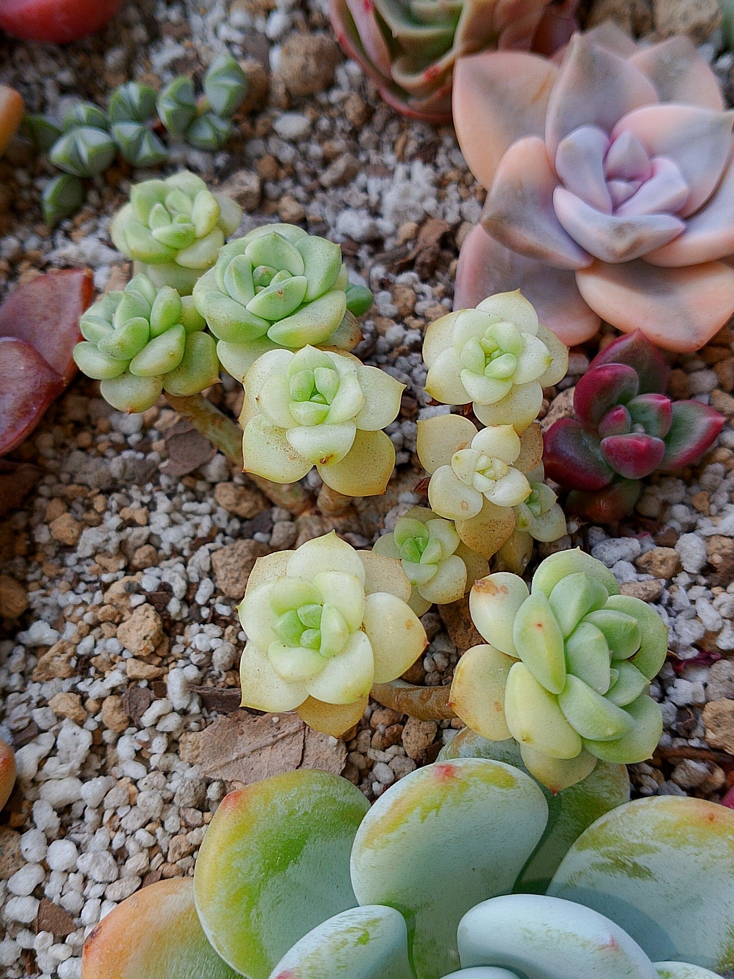 Echeveria Rollybell variegada