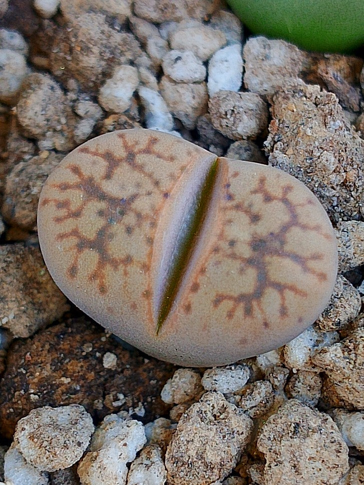 C406 	Lithops gesinae v. gesinae
