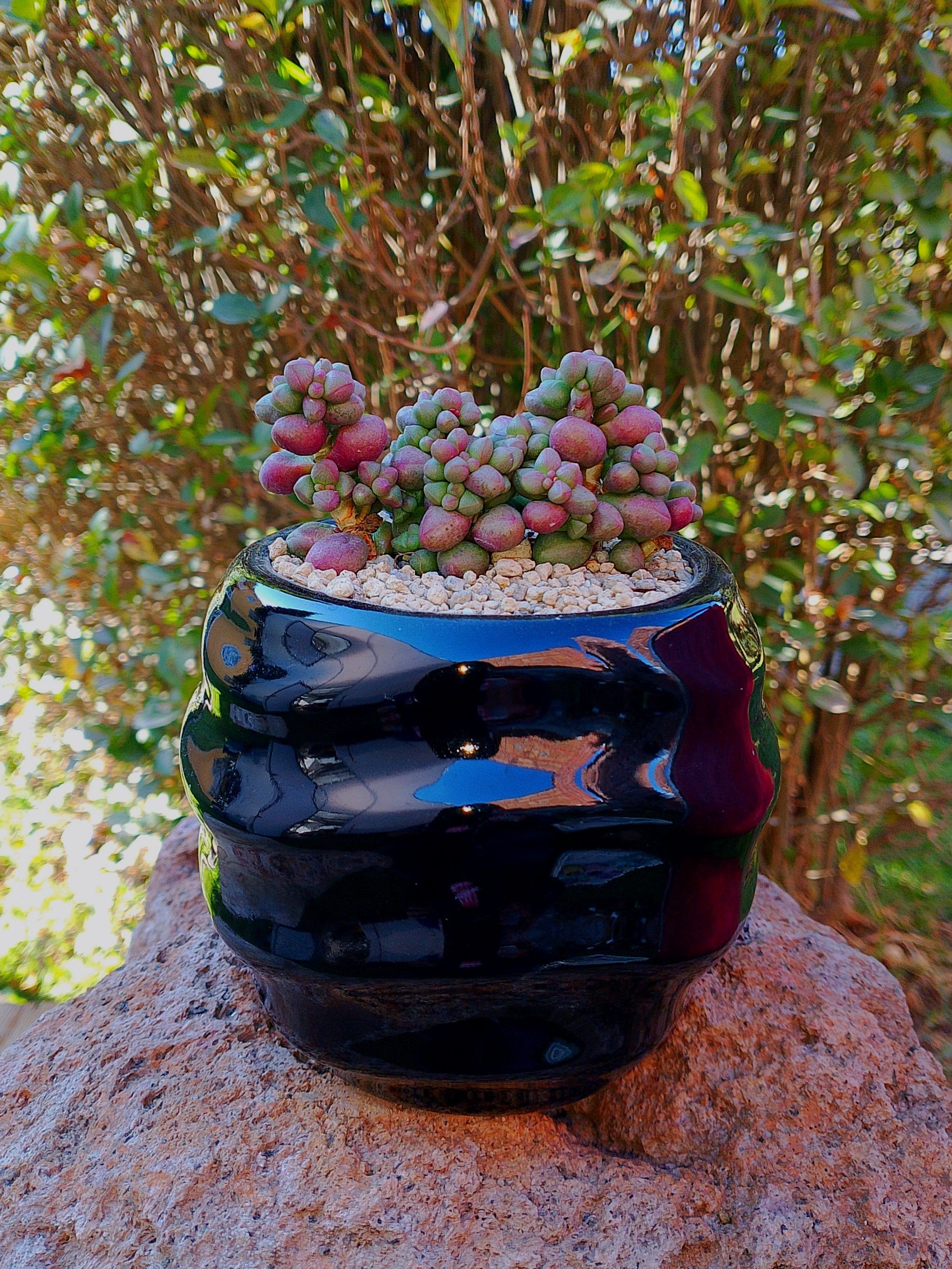 Crassula Elegans 'purple light'