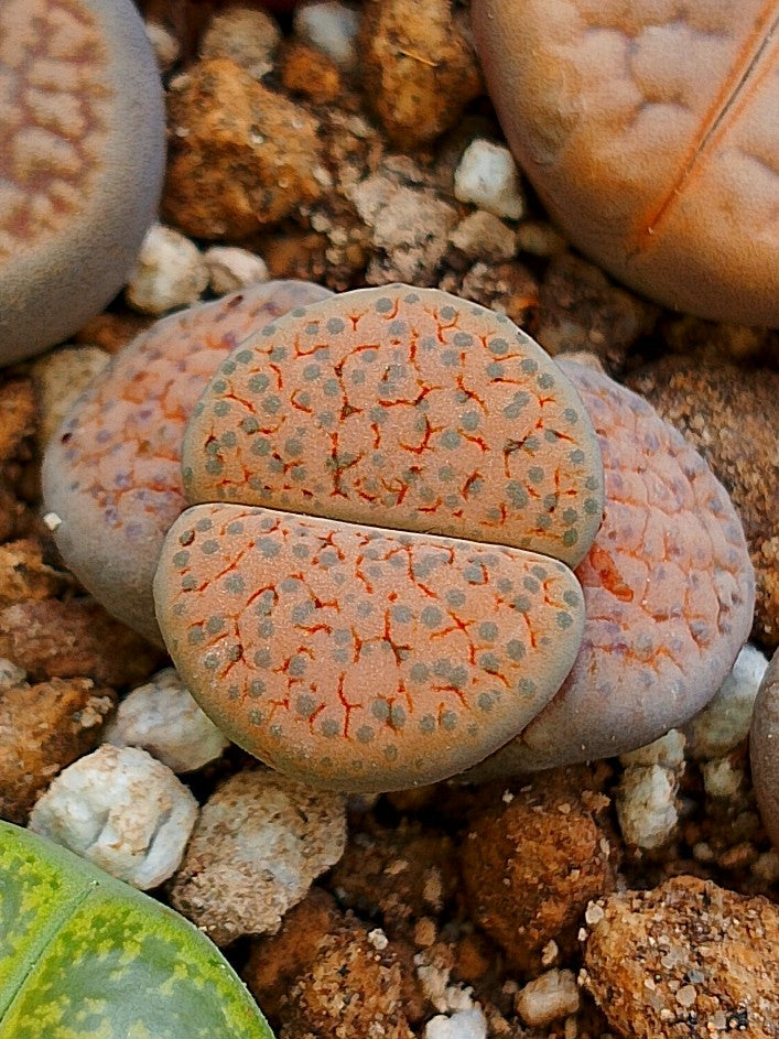 C266 	Lithops fulviceps v. fulviceps