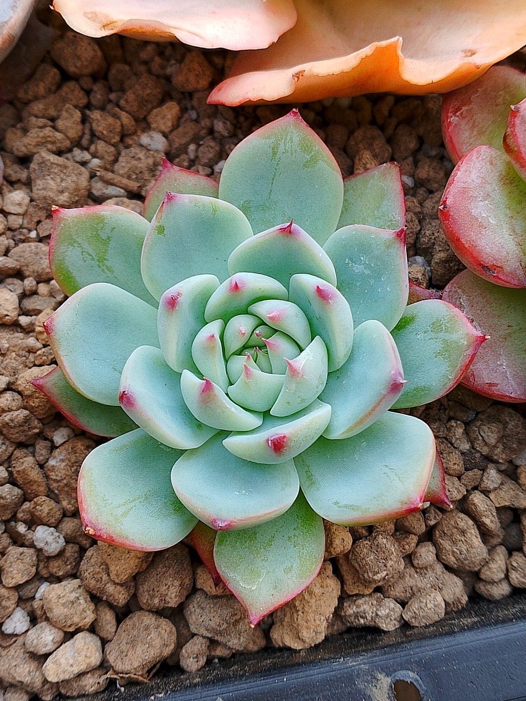 Echeveria Tippy | Maceta 3"