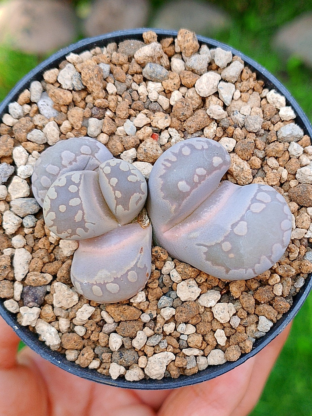 Lithops Otzeniana | 2 cabezas