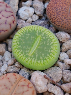 C048A Lithops aucampiae ssp. euniceae cv. 'Bellaketty'