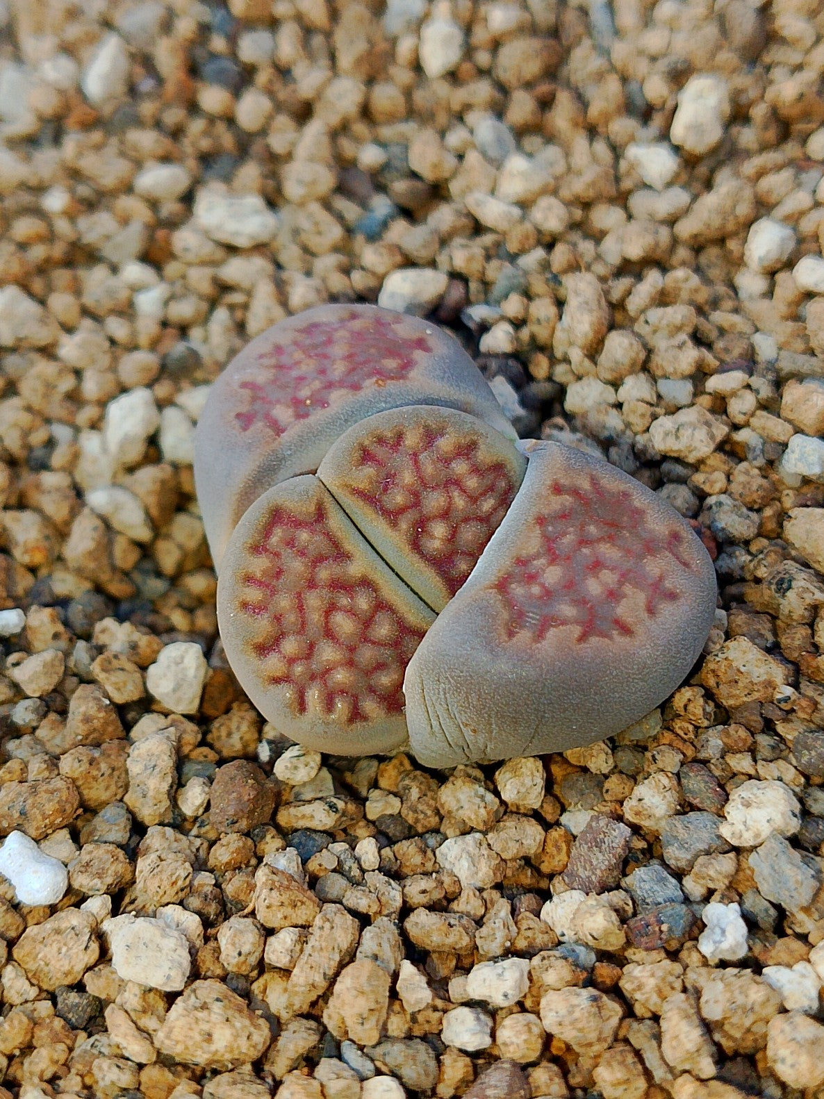C090 	Lithops hallii v. hallii