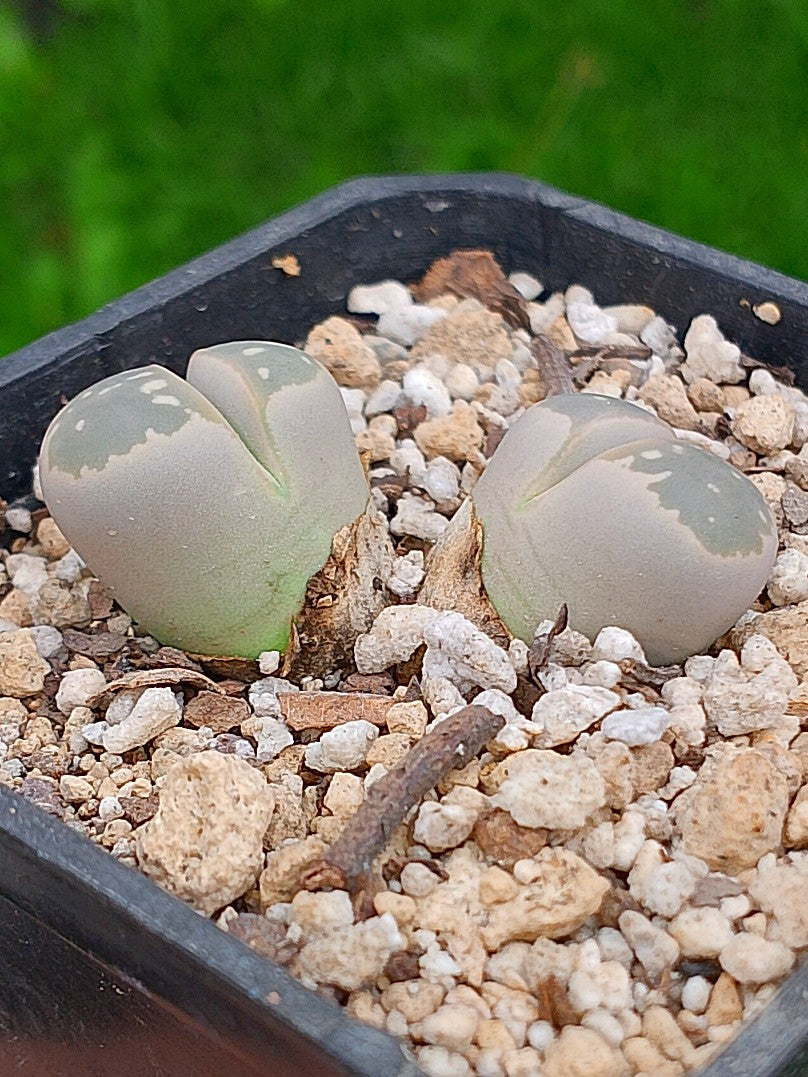 C055 Lithops Olivacea | 2 cabezas