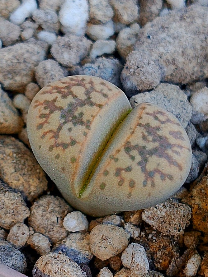 C406 	Lithops gesinae v. gesinae