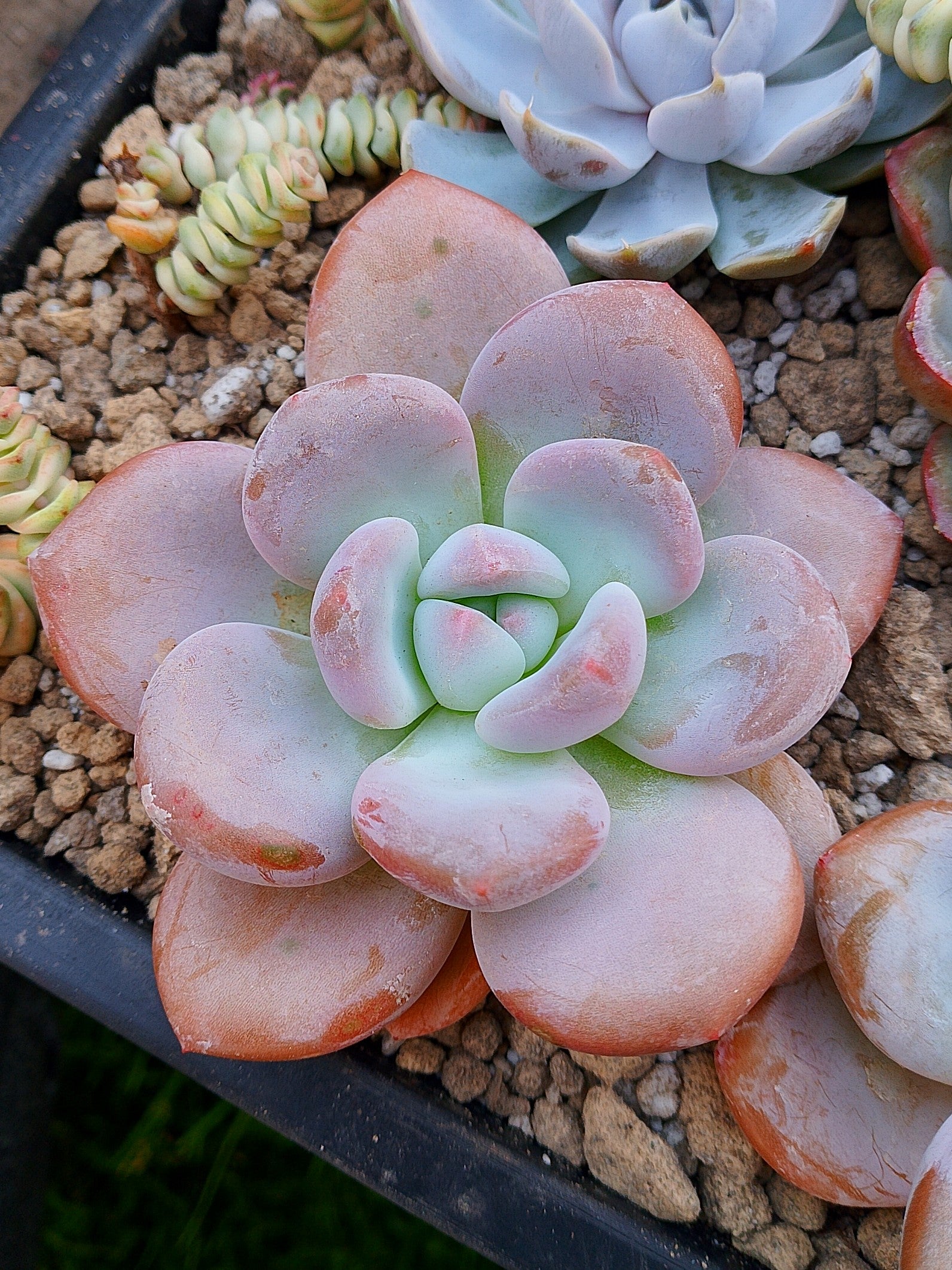 Pachyveria Peach Berry | maceta 4"