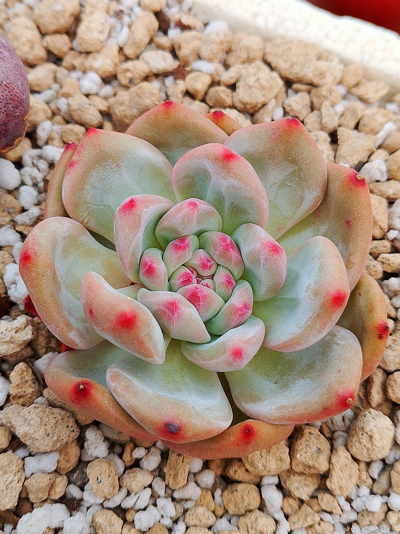 Echeveria Ariel