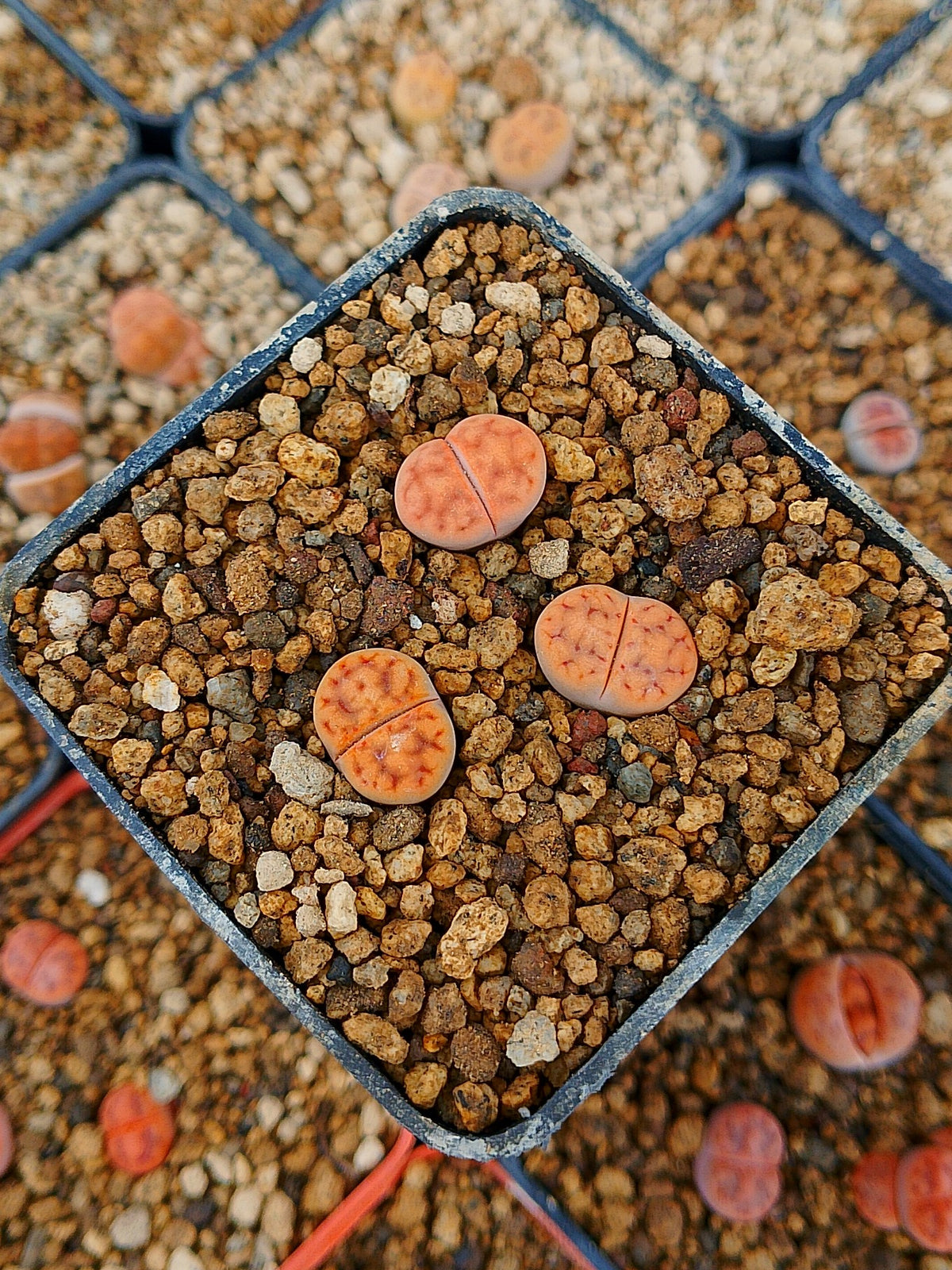 Paquete lithops Mix D | 1 año de edad