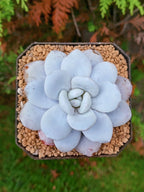 Echeveria Laui | maceta 3.5"