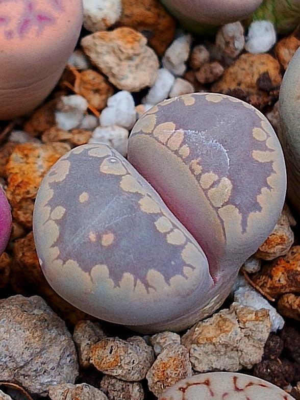 C280 	Lithops otzeniana
