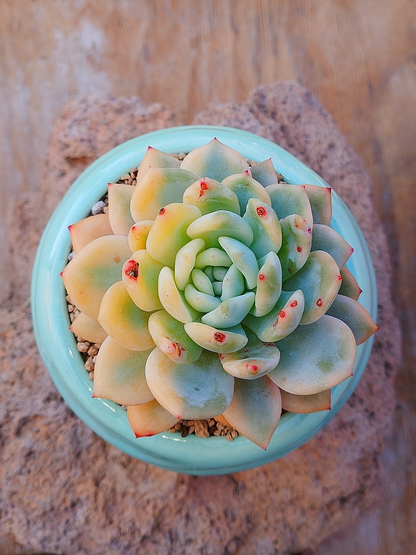 Echeveria Orange monroe variegada