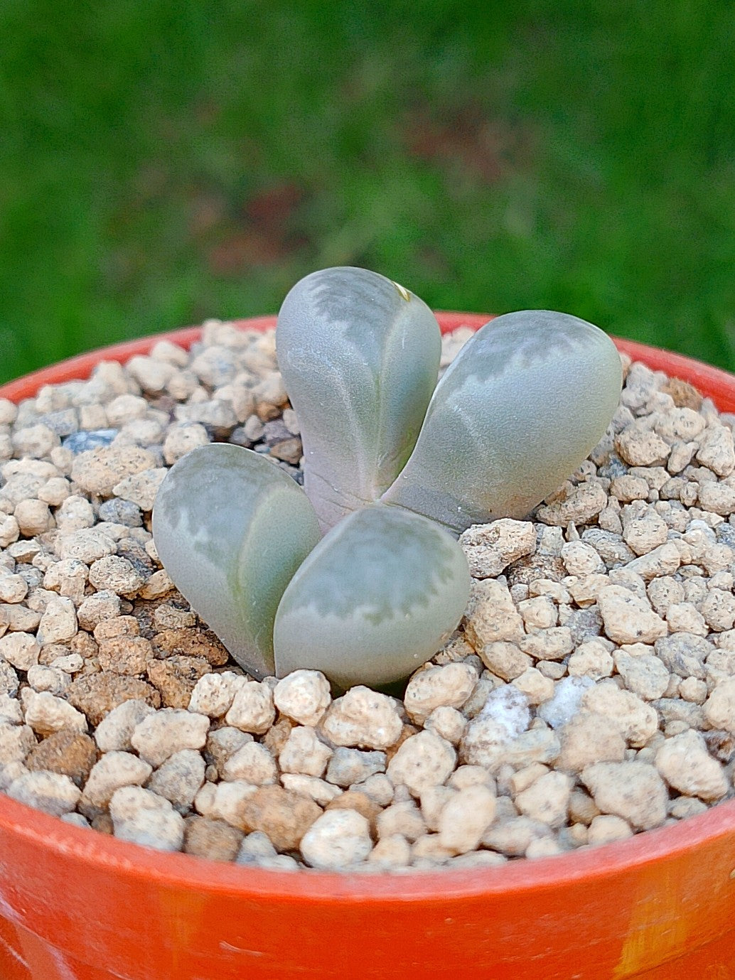 Lithops Helmutii | 2 cabezas