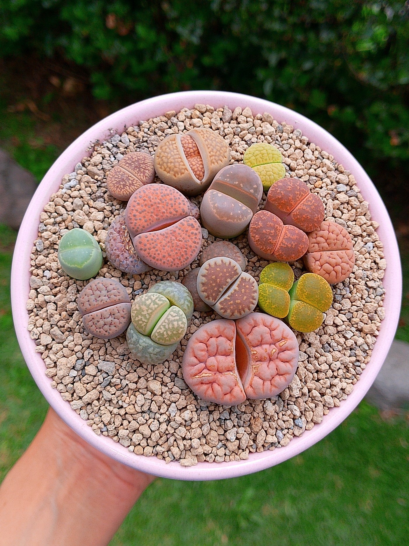 Paquete lithops Mix - circular C