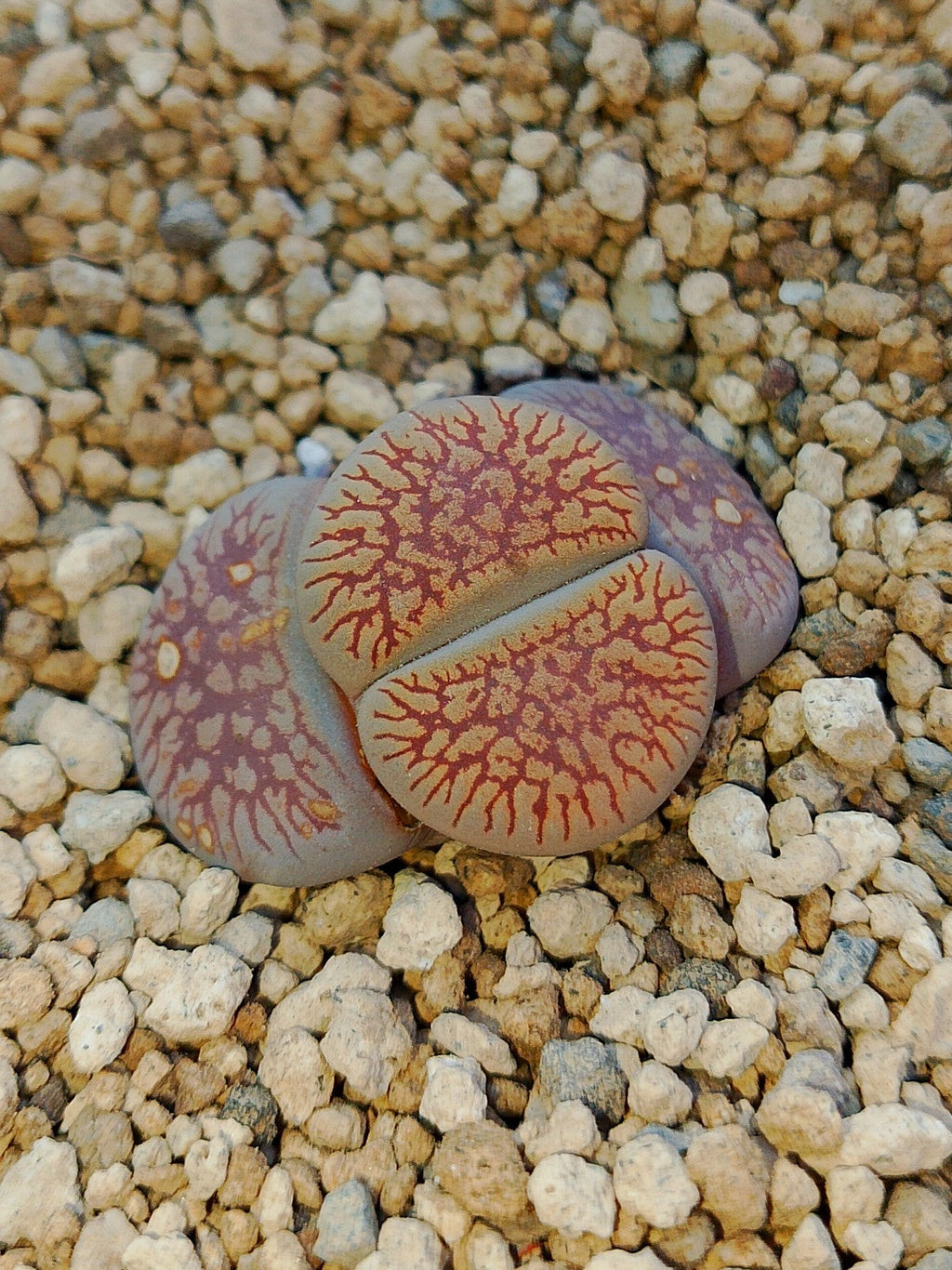 C048 	Lithops aucampiae ssp. euniceae v. euniceae