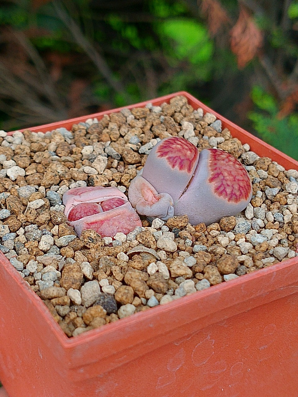 Lithops kikushogiyoku' | 2 cabezas