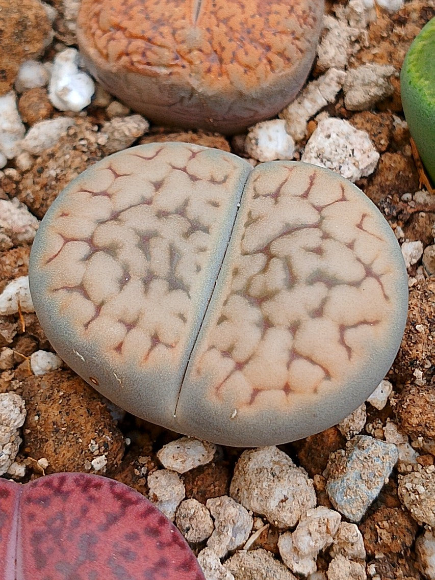 C091 	Lithops hookeri v. susannae