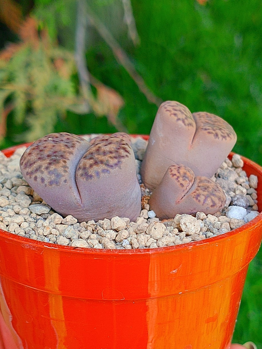 C348 Lithops Bromfieldii | 4 cabezas