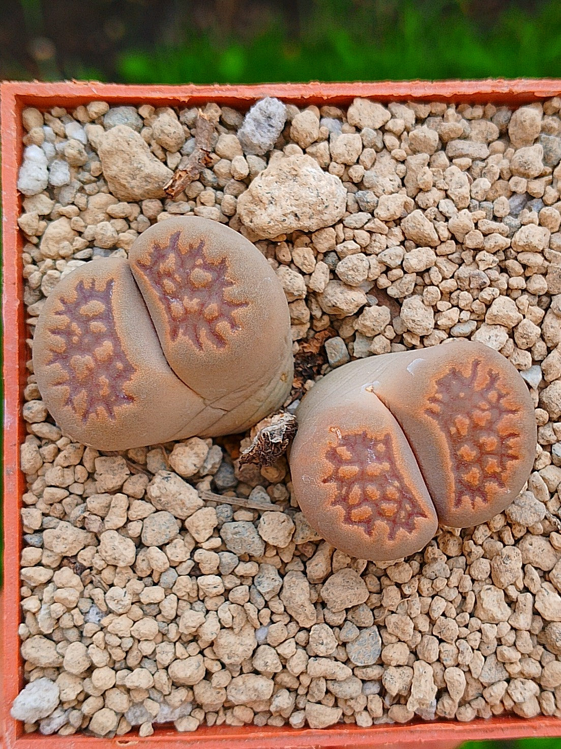 Lithops Hallii  | 2 cabezas