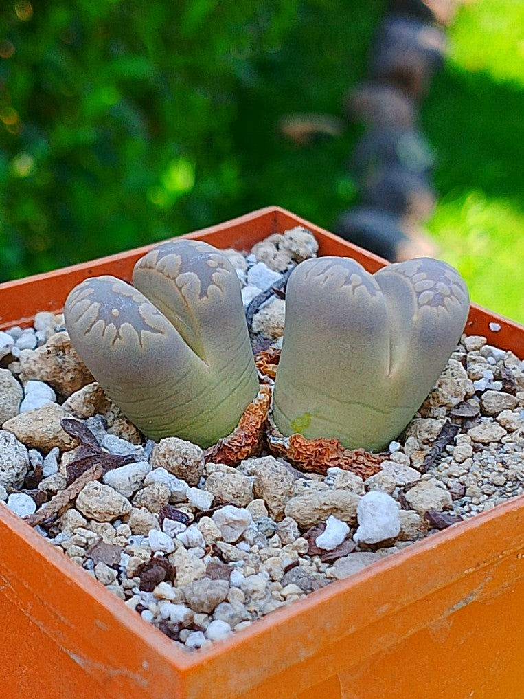 Lithops Otzeniana | 2 cabezas