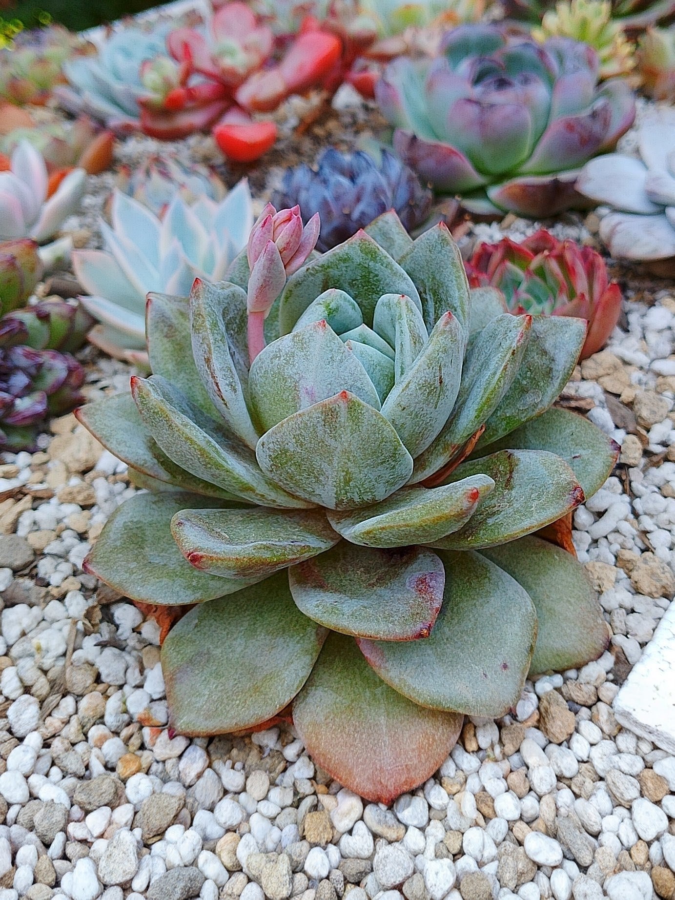 Echeveria German Champagne variegada