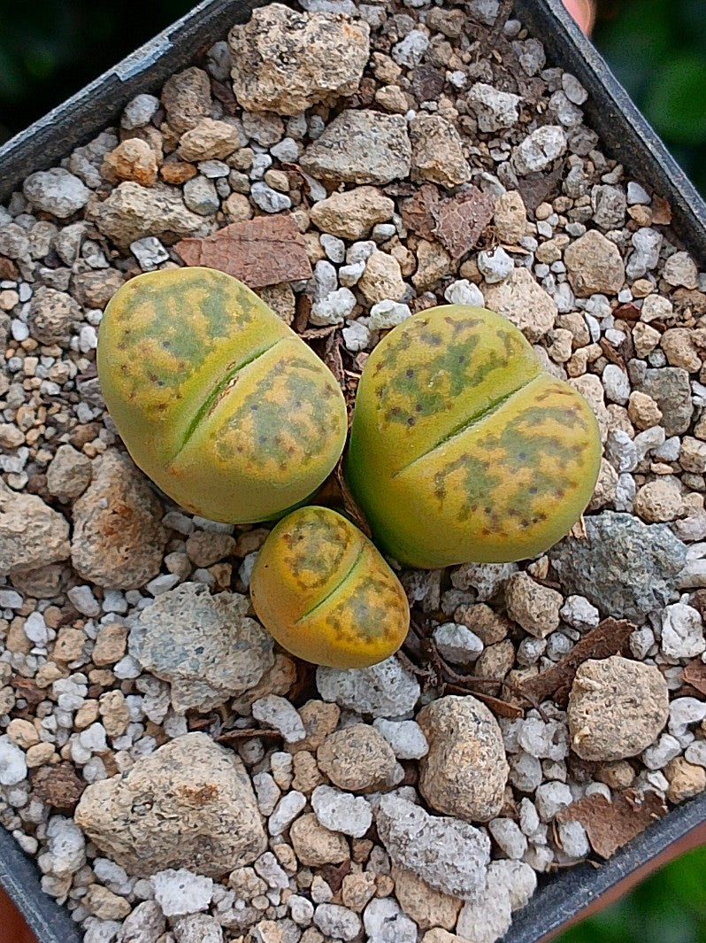 Lithops Bromfieldii sulphurea  | 2 cabezas