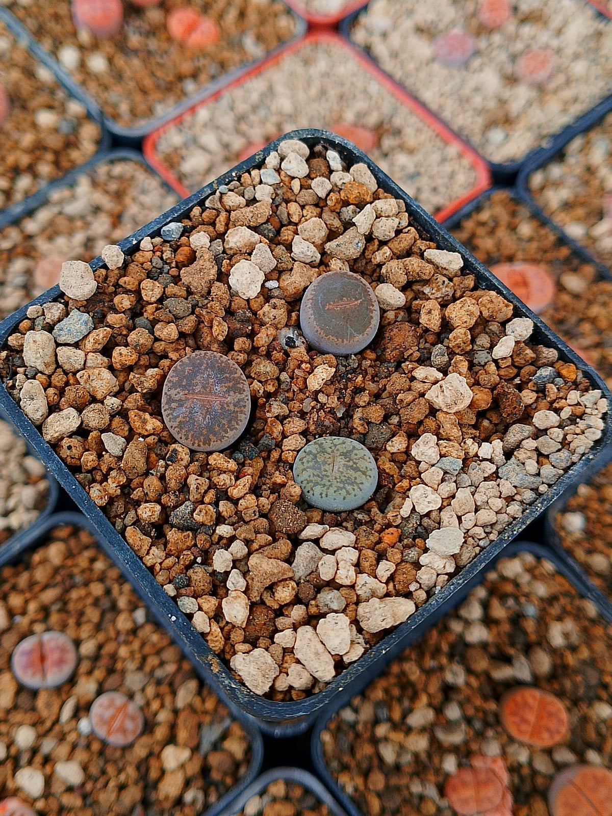 Paquete lithops Mix T | 1 año de edad