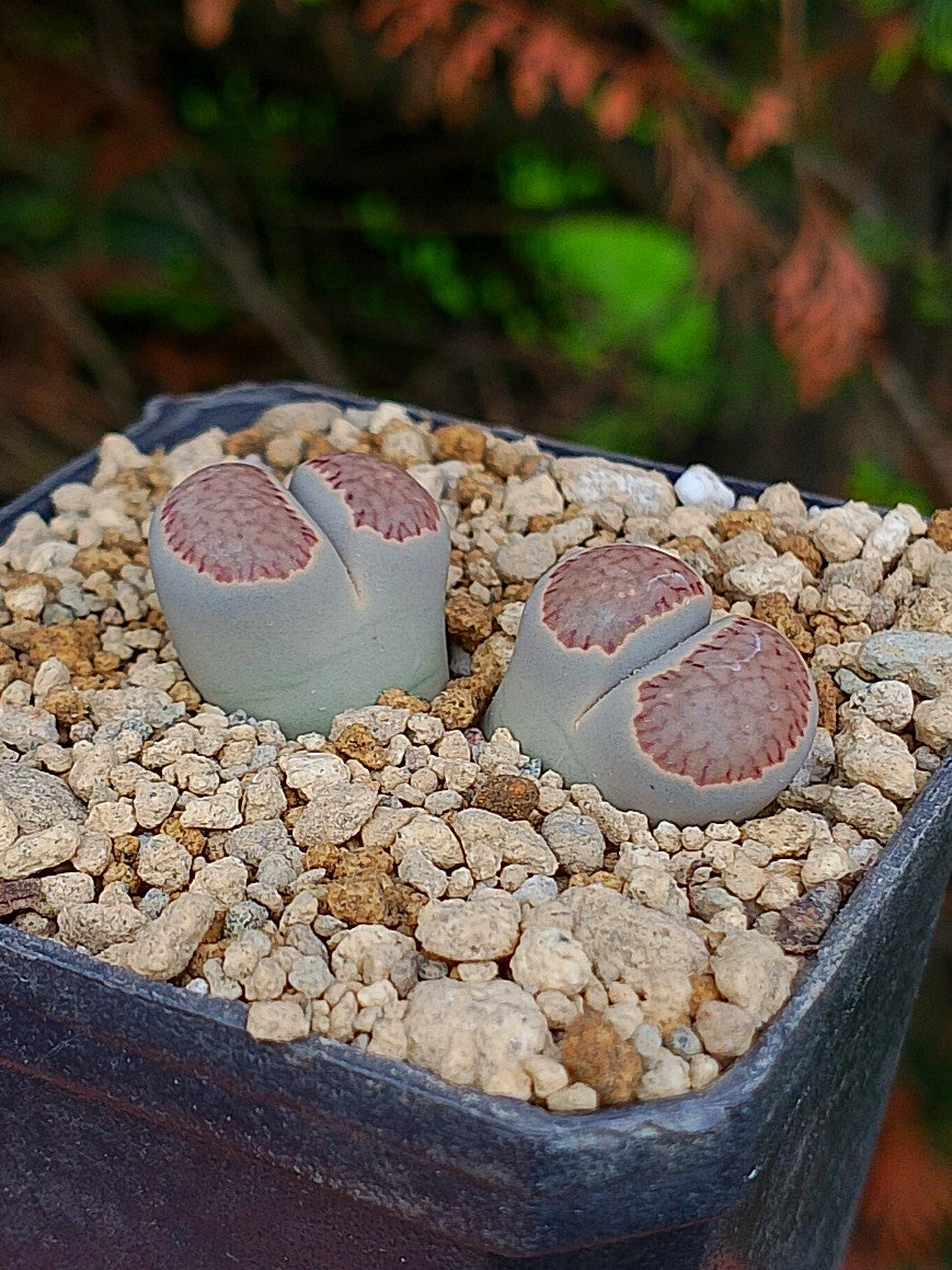 Lithops Salicola  | 2 cabezas