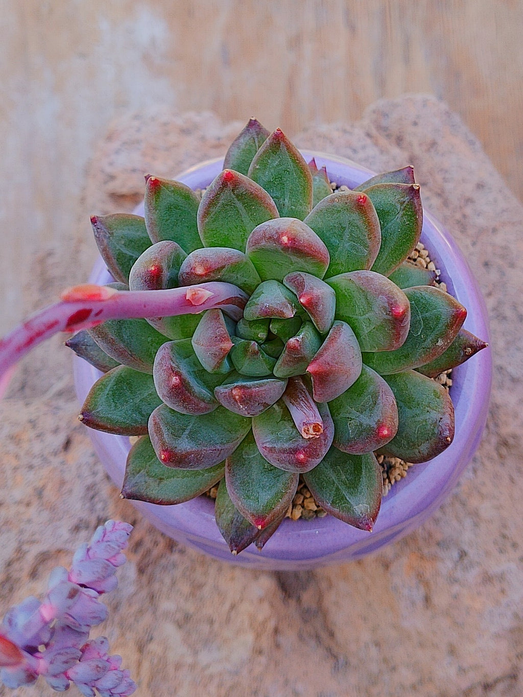 Pachyphytum carvan
