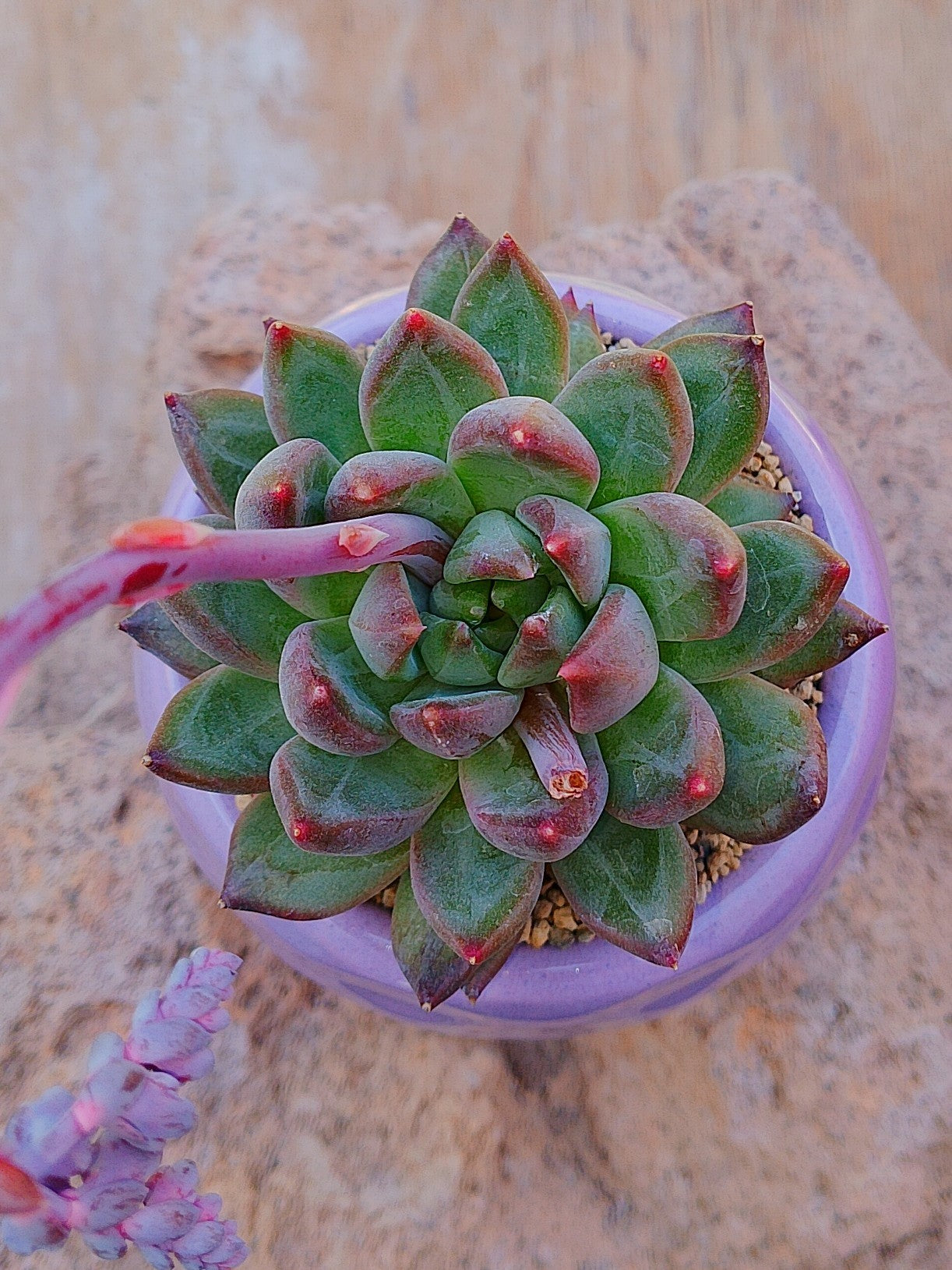 Pachyphytum carvan