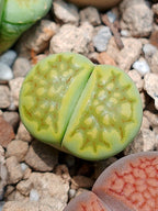 C111A Lithops hallii v. ochracea 'Green Soapstone' D