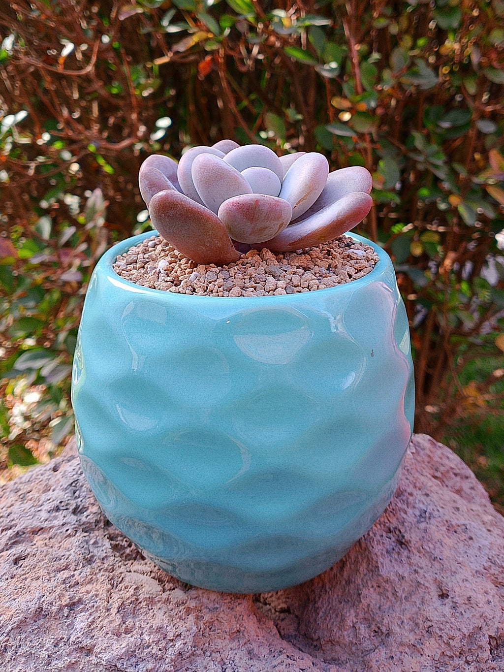 Echeveria Lala