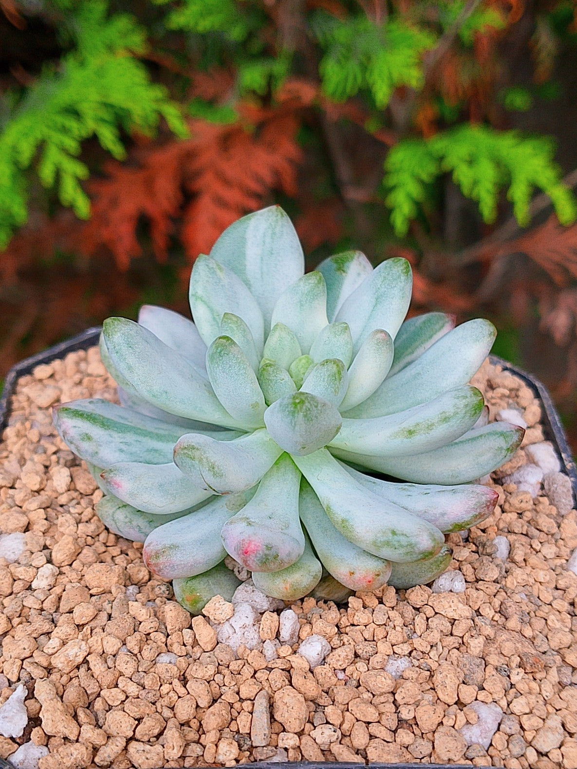 Pachyphytum Blue Elf variegado | maceta 3"
