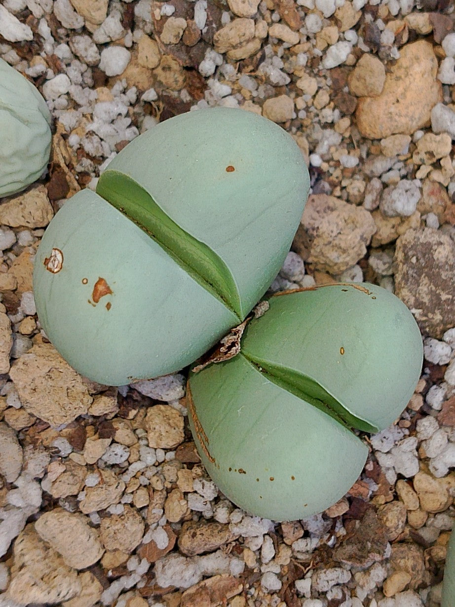 Argyroderma Delaetti | maceta 3"