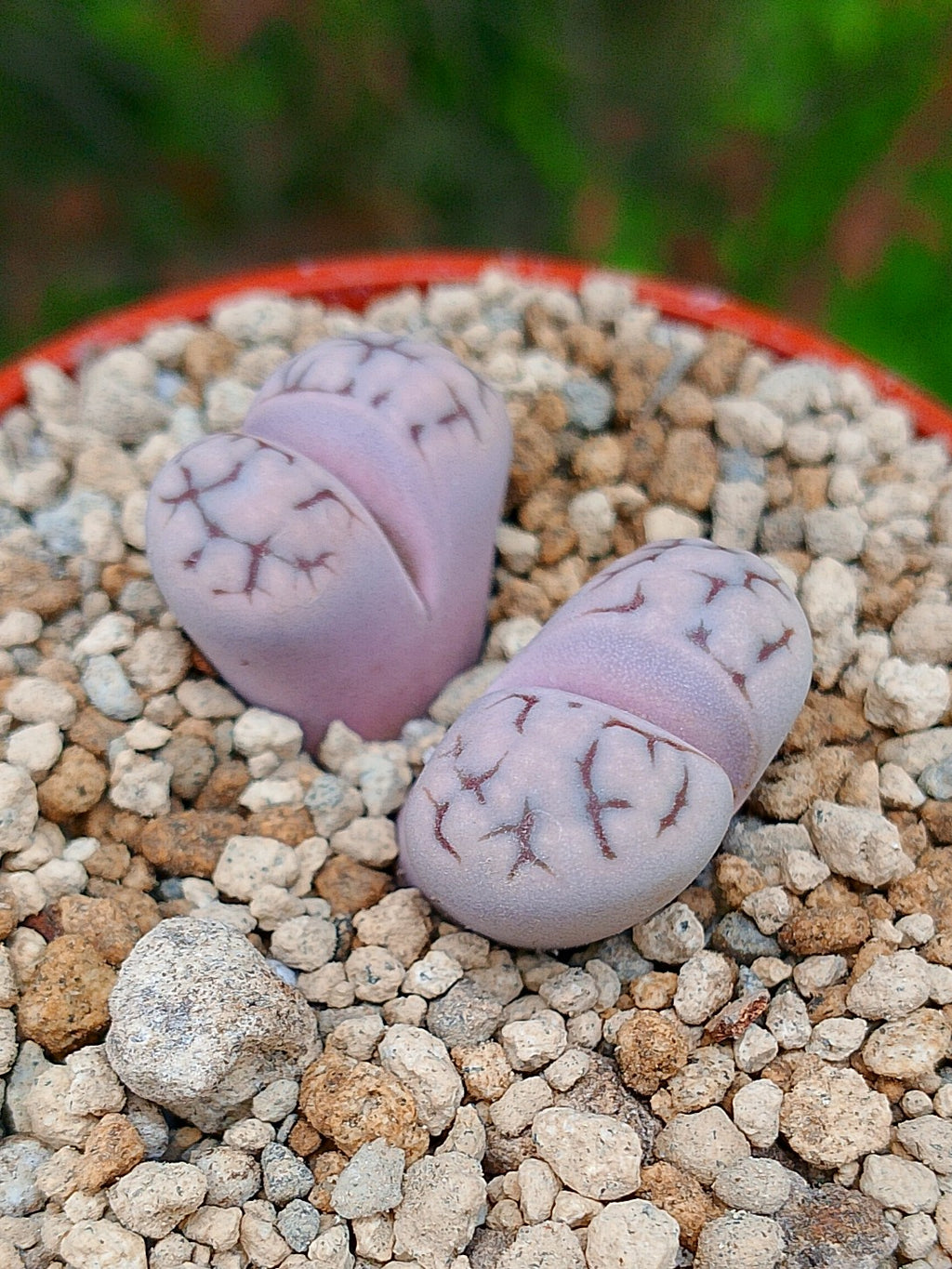 Lithops Karasmontana | 2 cabezas