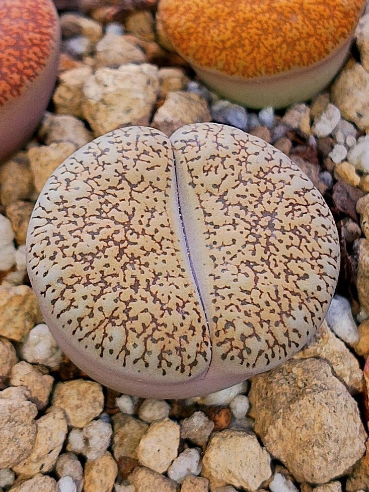 C308 	Lithops lesliei ssp. burchellii
