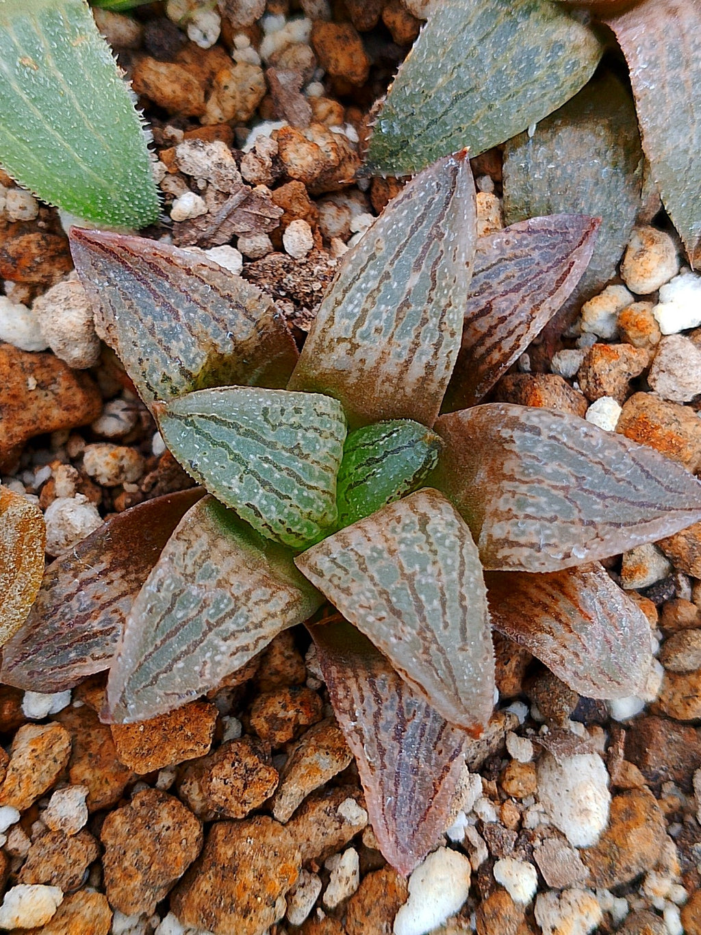 Haworthia RG J | maceta 3"