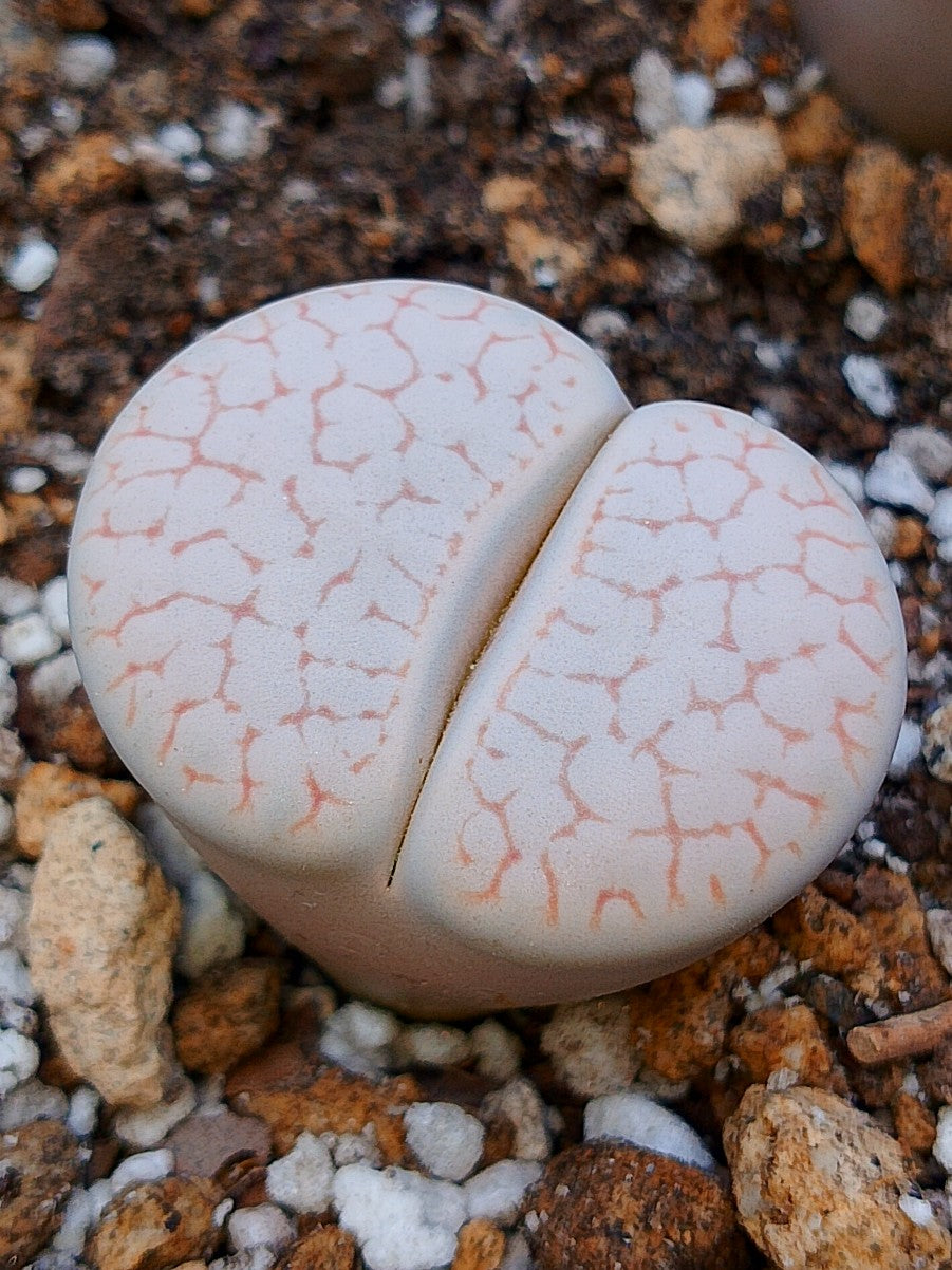 Cl019 Dinteri x Pseudotruncatella