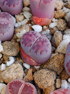 Lithops Salicola 'Satos Violet' 1.5 años