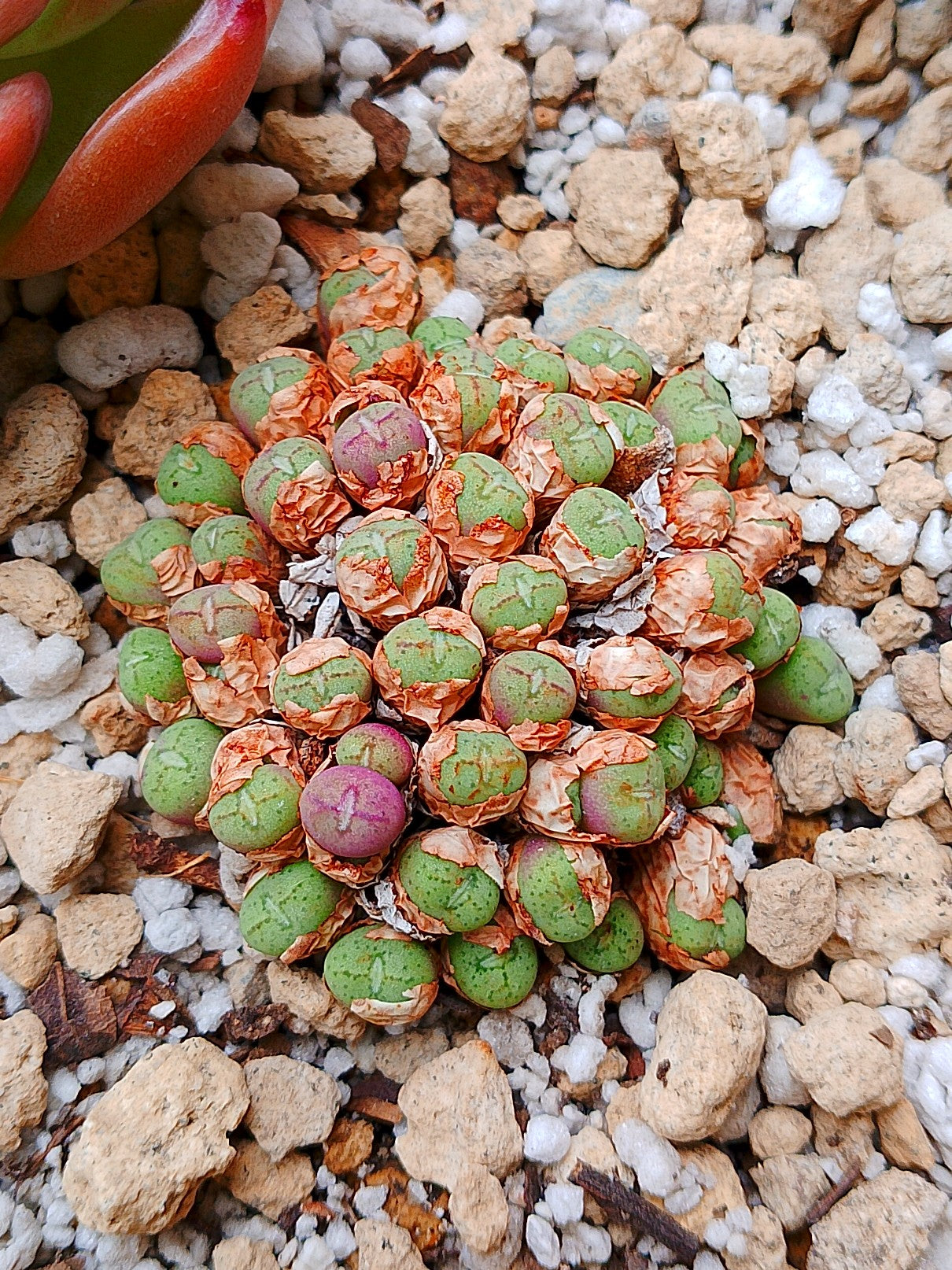 Conophytum uviforme (colonia 4.5 cm)