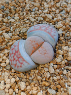 Lithops karasmontana var. aiaisensis 'Orange top'