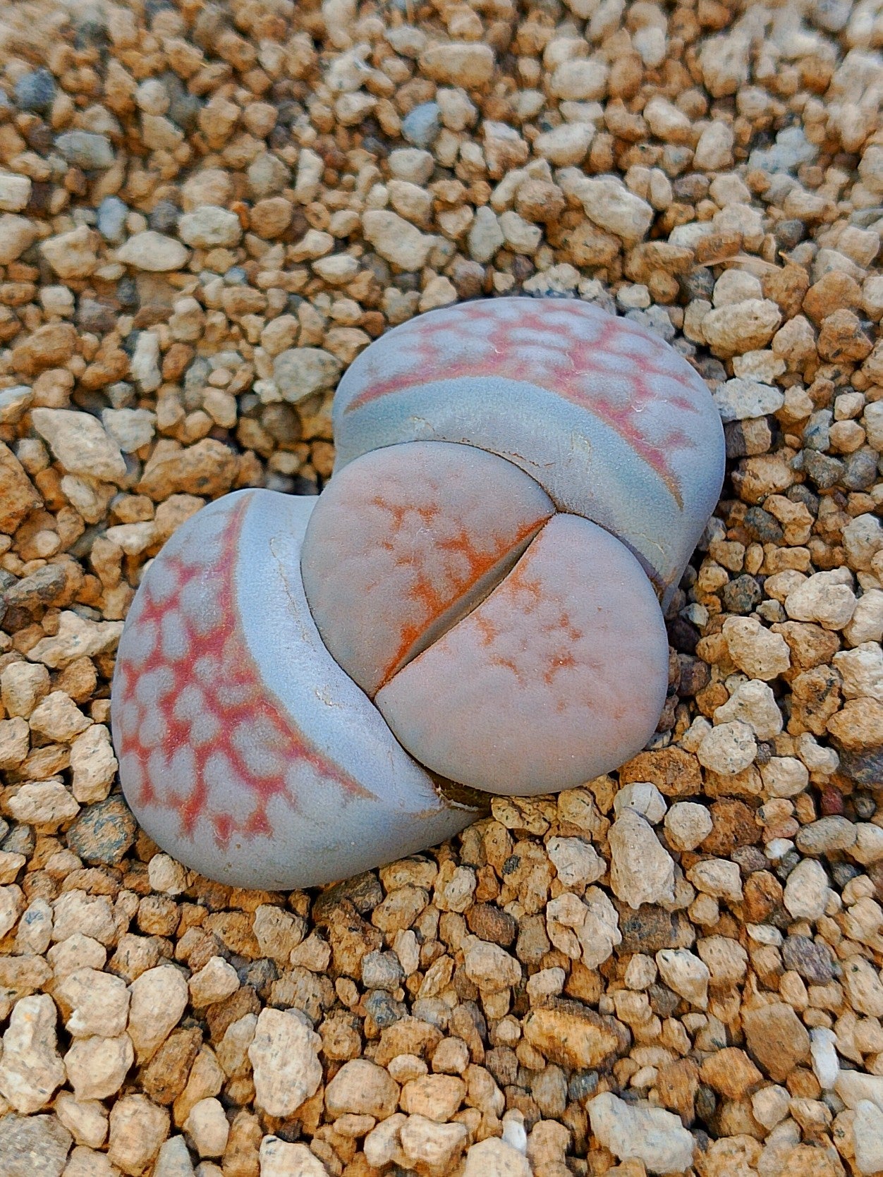 Lithops karasmontana var. aiaisensis 'Orange top'