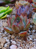 Echeveria Yuna | maceta 3"