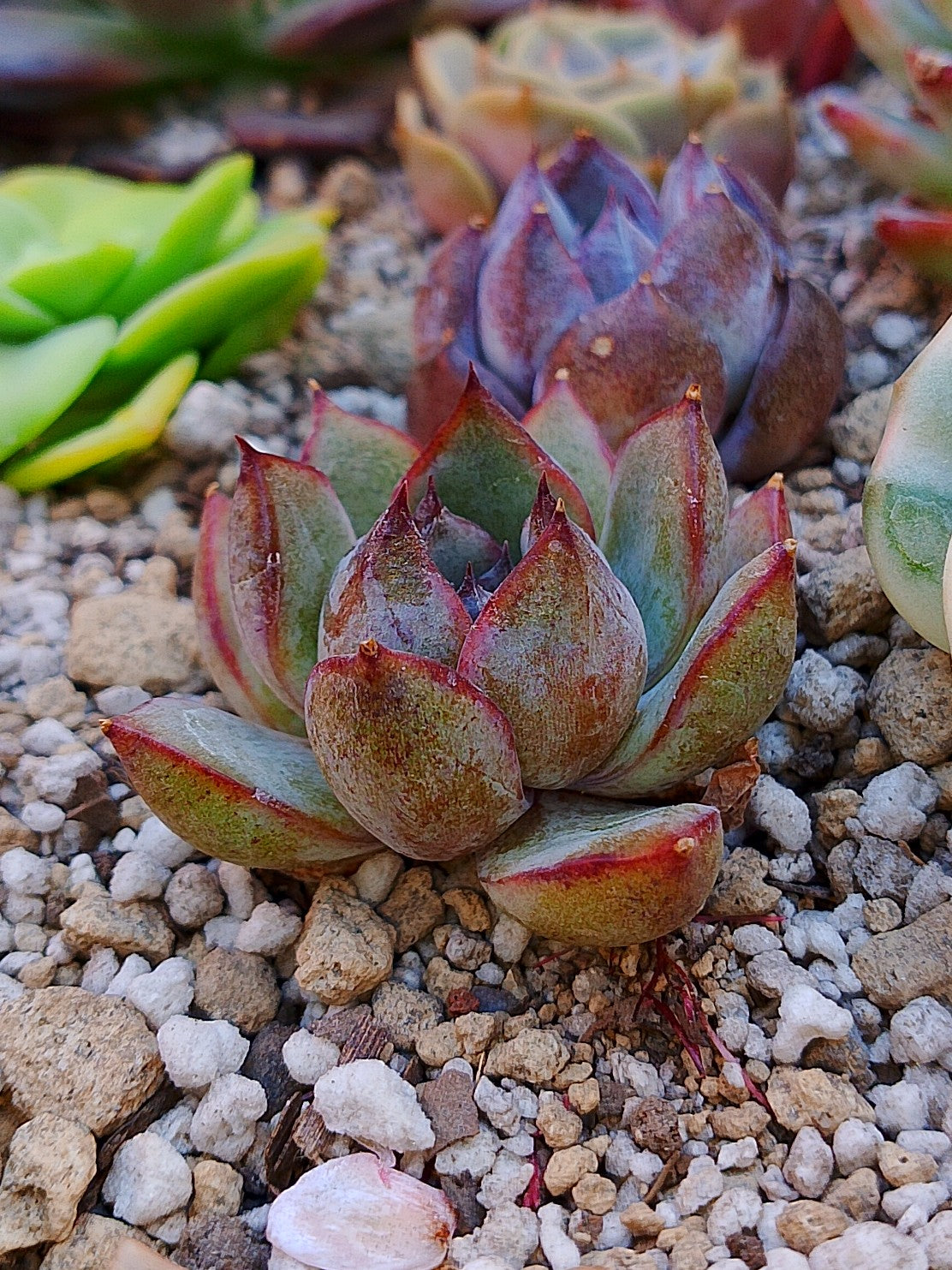 Echeveria Yuna | maceta 3"