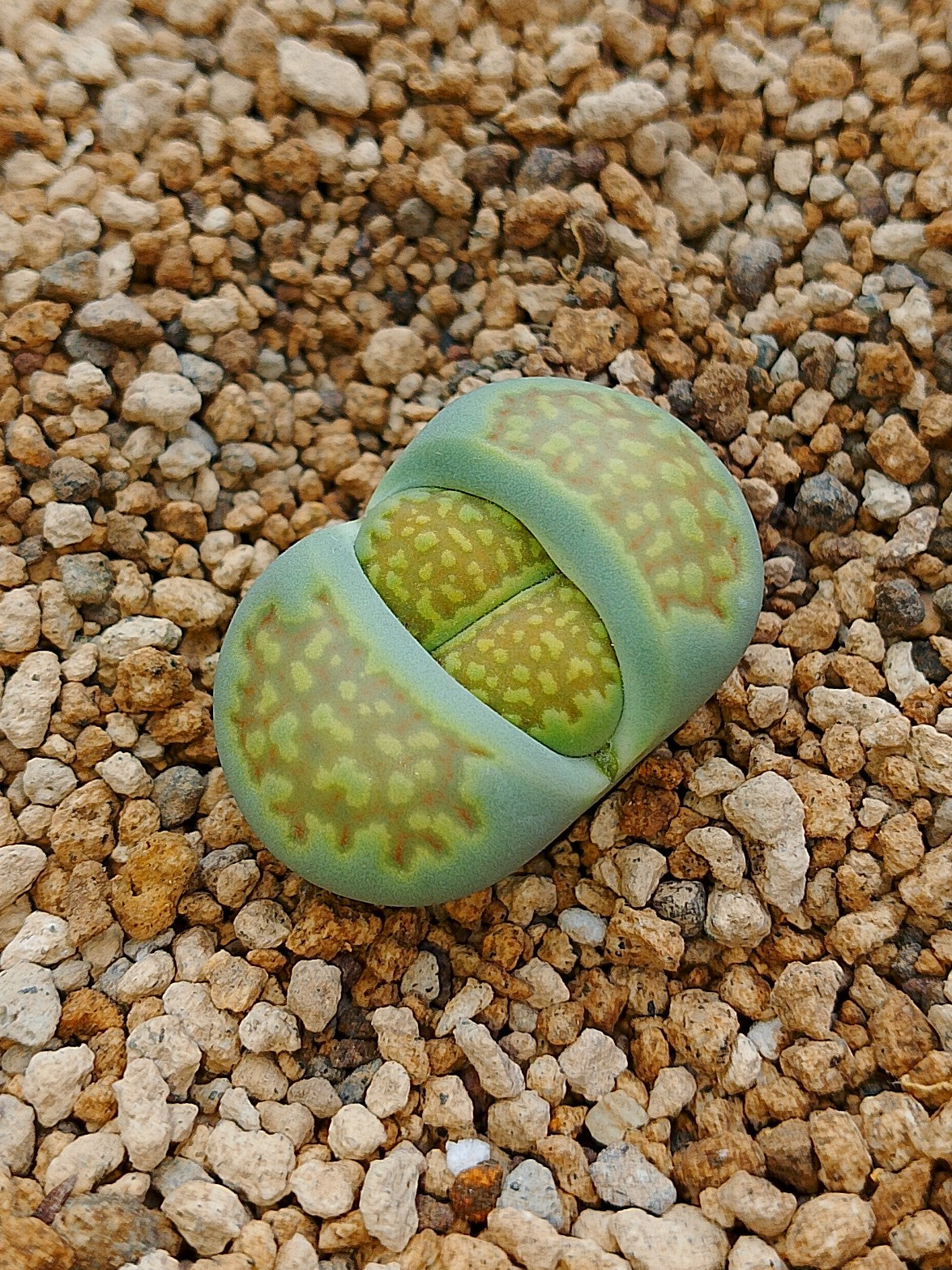 C111A Lithops hallii v. ochracea 'Green Soapstone'