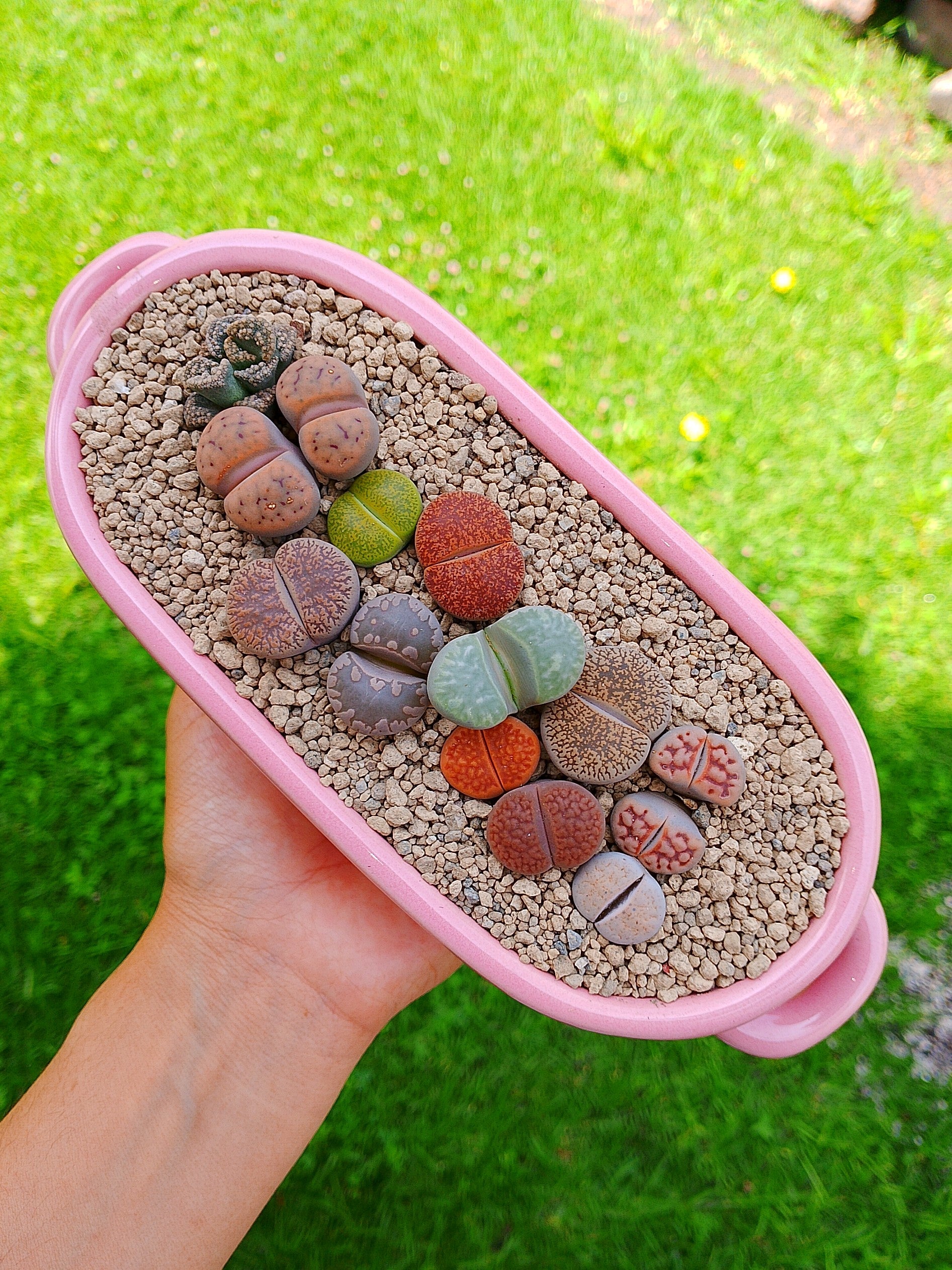 Paquete lithops Mix - Tina A