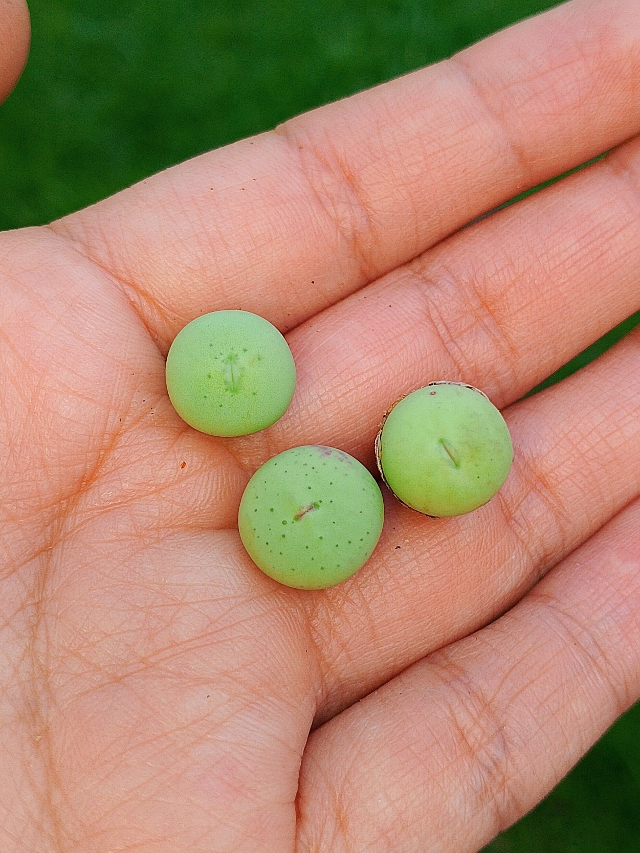 Conophytum Pegeae