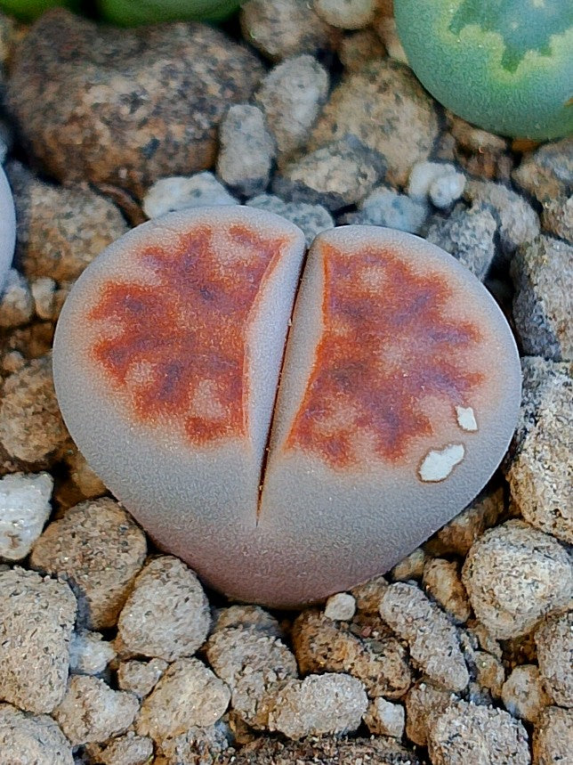 C168 	Lithops karasmontana ssp. karasmontana v. karasmontana (syn. mickbergensis)